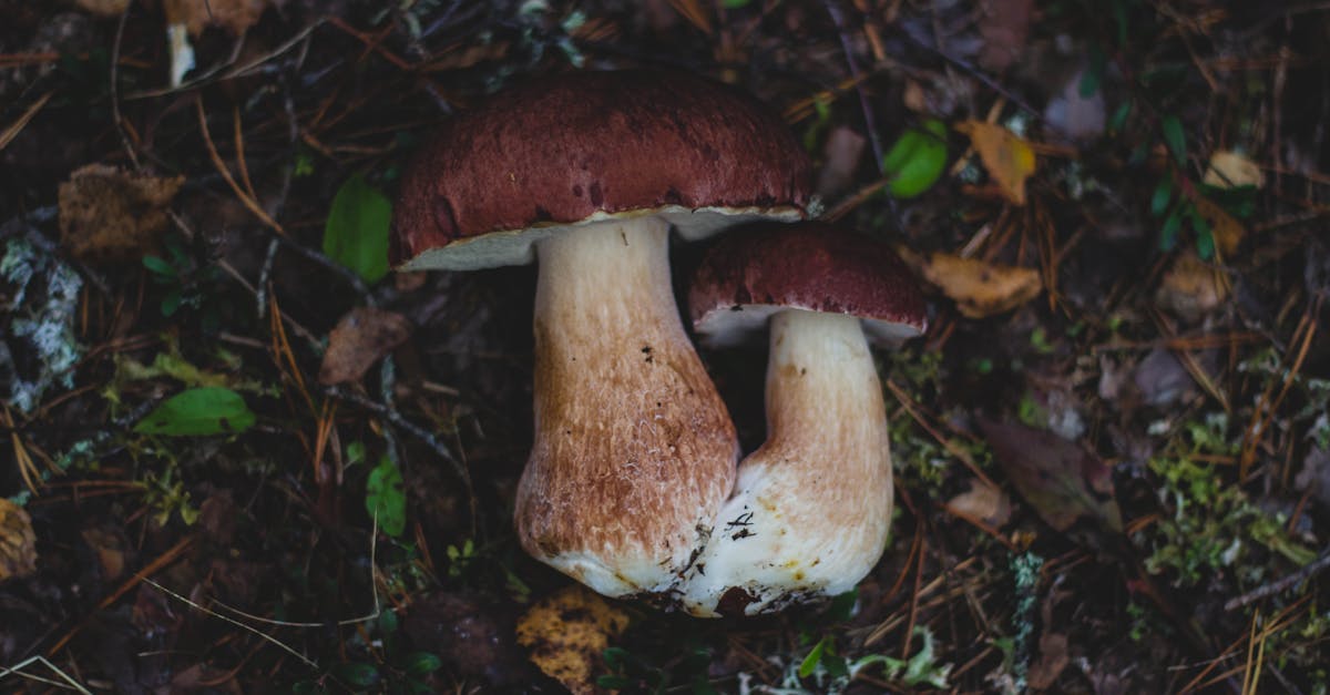 Écosystèmes durables : Promouvoir une harmonie entre la nature et l’activité humaine
