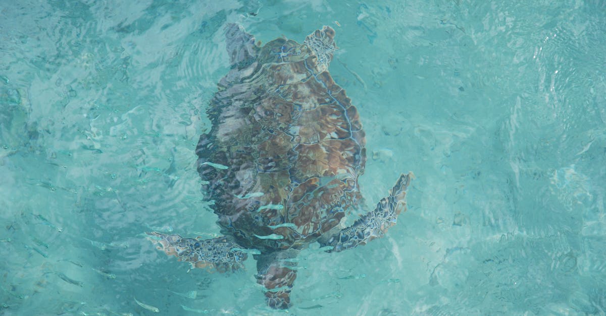 découvrez l'importance de la biodiversité pour notre planète. explorez les différentes espèces, leurs habitats et comment elles interagissent dans les écosystèmes. apprenez comment protéger cette richesse naturelle essentielle à la vie sur terre.