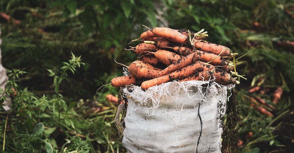 découvrez le marché du carbone, un système innovant visant à réduire les émissions de gaz à effet de serre. apprenez comment il fonctionne, son impact sur l'environnement et les opportunités qu'il offre aux entreprises.
