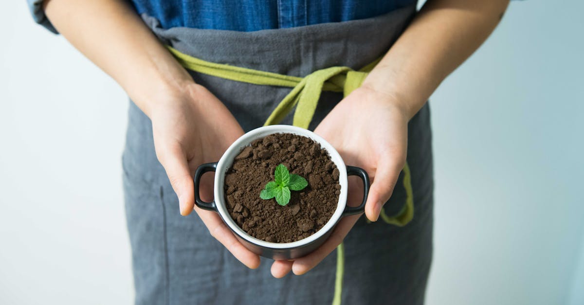 découvrez l'écologie, une science essentielle qui étudie les interactions entre les êtres vivants et leur environnement. explorez les enjeux de la biodiversité, du changement climatique et des pratiques durables pour protéger notre planète.