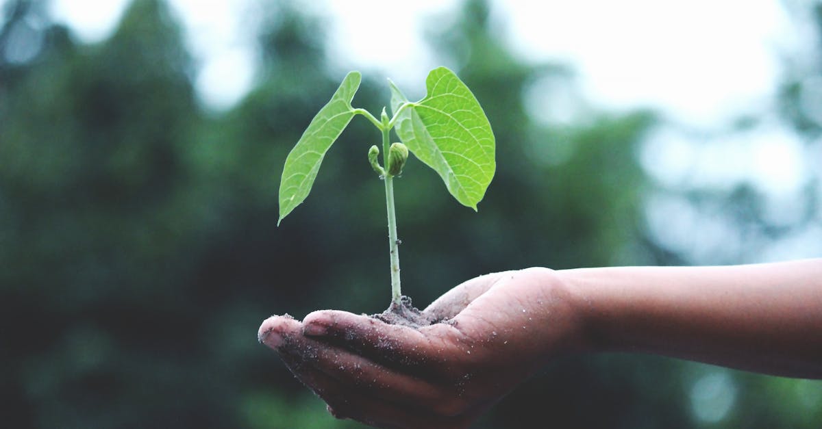 découvrez les enjeux de la durabilité et des pratiques écoresponsables pour un avenir meilleur. explorez des solutions innovantes pour réduire votre empreinte environnementale et soutenir la planète.