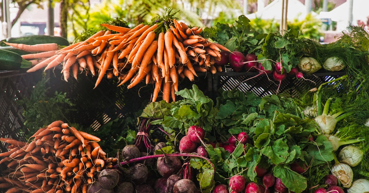 découvrez les principes de l'agriculture durable, une pratique qui respecte l'environnement tout en garantissant des récoltes abondantes et saines. apprenez comment cette approche innovante favorise la biodiversité, réduit l'usage des produits chimiques et soutient les communautés agricoles.