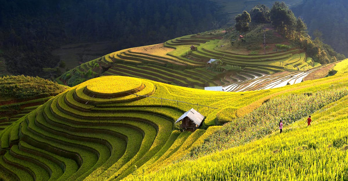découvrez les pratiques de l'agriculture durable, une approche qui respecte l'environnement tout en garantissant une production alimentaire responsable. explorez les techniques innovantes qui préservent les ressources naturelles et favorisent la biodiversité.