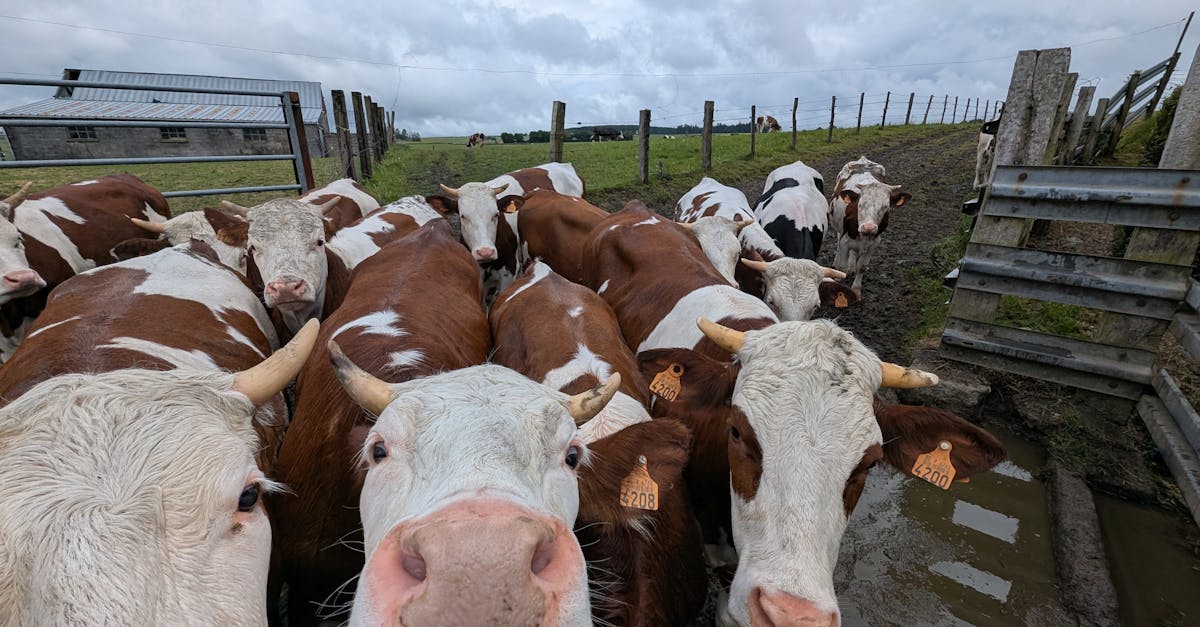 découvrez les pratiques de l'agriculture durable qui préservent l'environnement tout en répondant aux besoins alimentaires. explorez des techniques innovantes pour une production responsable et respectueuse de notre planète.