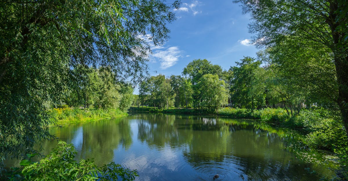 découvrez l'importance des écosystèmes durables pour la préservation de notre planète. explorez des solutions innovantes et des pratiques respectueuses de l'environnement qui favorisent la biodiversité et soutiennent les communautés. engagez-vous pour un avenir durable et apprenez comment protéger nos ressources naturelles.