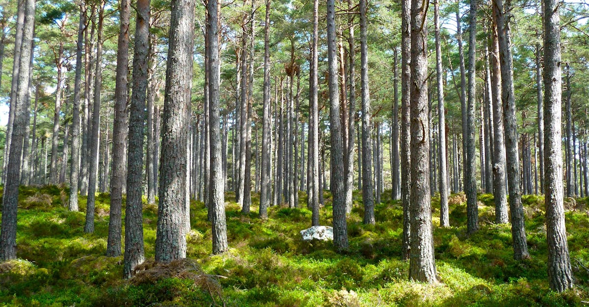 découvrez comment les écosystèmes durables favorisent l'équilibre environnemental, préservent la biodiversité et contribuent à un avenir plus vert. explorez des solutions innovantes pour protéger notre planète tout en soutenant les communautés locales.