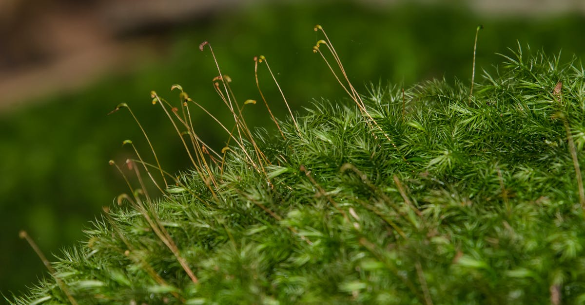découvrez comment créer et préserver des écosystèmes durables pour un avenir meilleur. apprenez les pratiques essentielles, les initiatives écologiques et l'importance de la biodiversité dans la protection de notre planète.