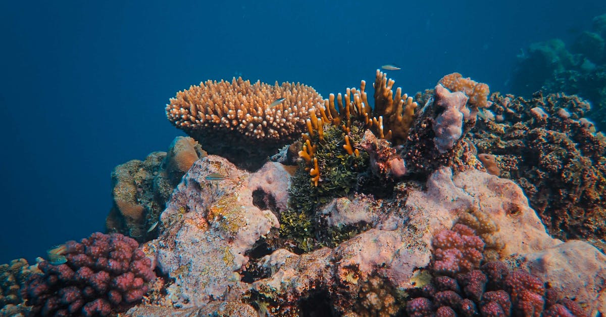 découvrez la deep ecology, une approche philosophique et écologique qui prône une interconnexion profonde entre l'homme et la nature, valorisant la biodiversité et l'éthique environnementale pour un avenir durable.