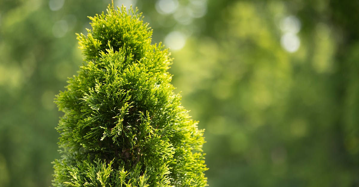 découvrez comment les partenariats environnementaux favorisent la durabilité et la protection de notre planète. explorez des initiatives collaboratives qui unissent entreprises, organismes et communautés pour un avenir plus vert.