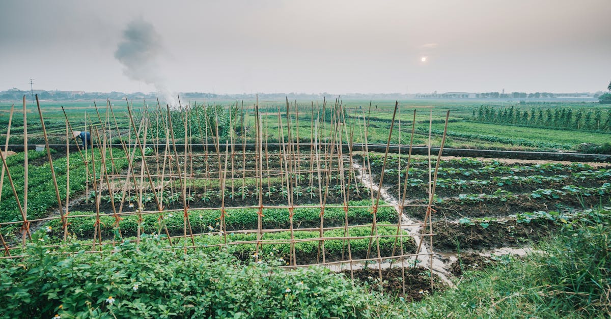 découvrez l'agroécologie, une approche durable de l'agriculture qui allie respect de l'environnement, biodiversité et justice sociale. apprenez comment cette pratique innovante optimise les ressources naturelles tout en soutenant les communautés locales.