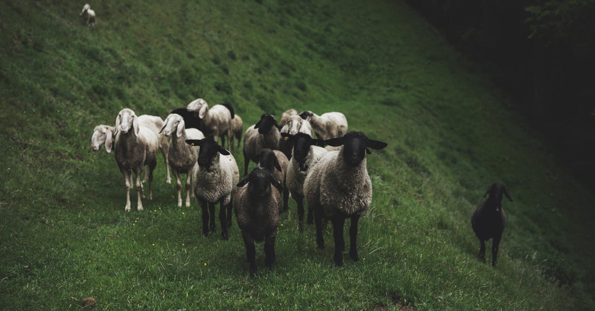 découvrez l'agroécologie, une approche durable de l'agriculture qui allie pratiques respectueuses de l'environnement et production alimentaire. apprenez comment cette méthode favorise la biodiversité, améliore les sols et soutient les communautés rurales tout en répondant aux défis alimentaires mondiaux.