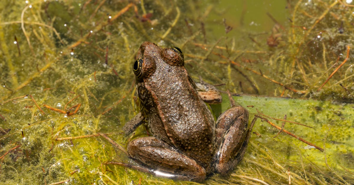 découvrez l'importance de la biodiversité pour notre planète. apprenez comment la diversité des espèces et des écosystèmes contribue à l'équilibre naturel, au bien-être humain et à la durabilité. explorez les actions à entreprendre pour protéger notre riche patrimoine biologique.