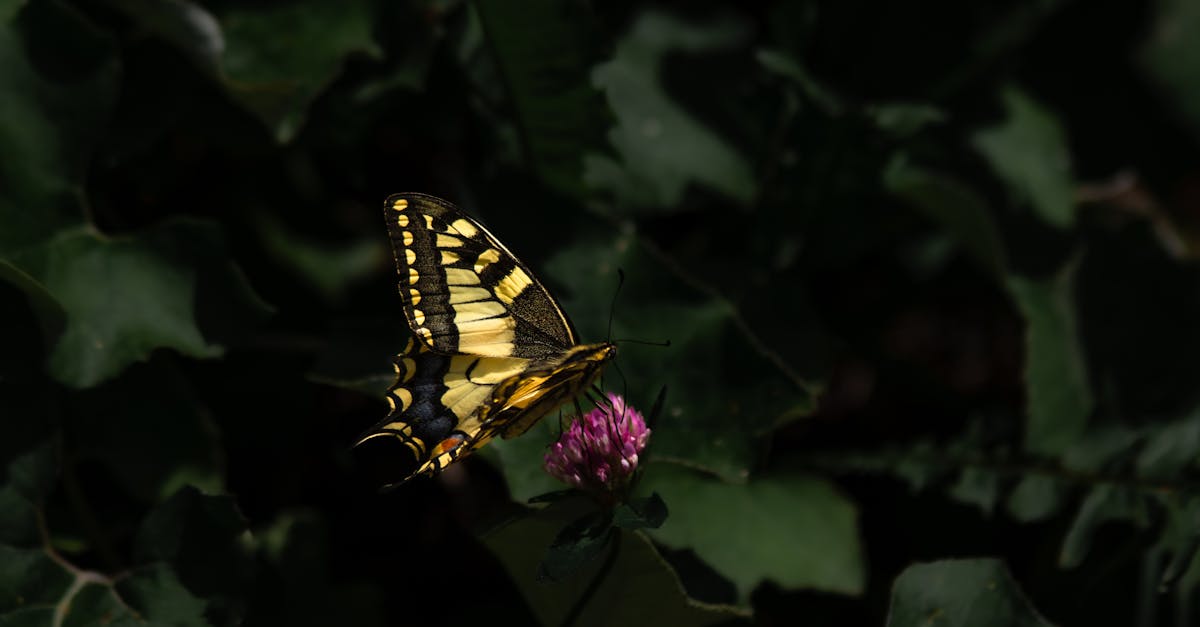 découvrez la richesse de la biodiversité, essentielle à l'équilibre des écosystèmes. explorez les différentes espèces, leurs habitats, et l'importance de la conservation pour notre planète. engagez-vous pour un avenir durable et protégez notre patrimoine naturel.