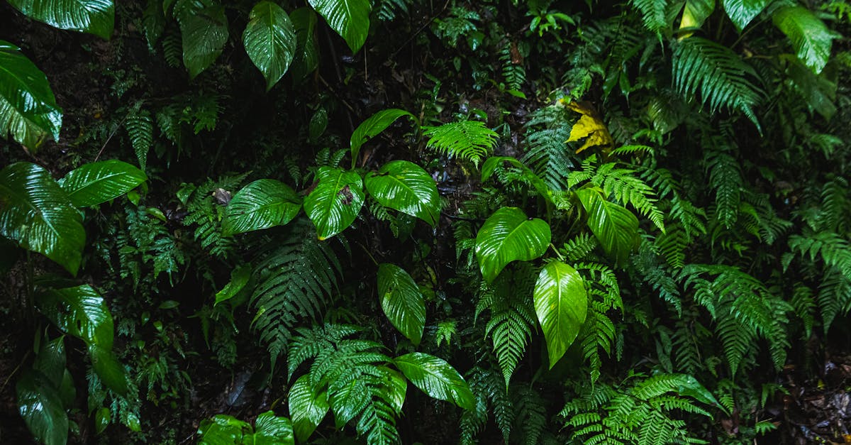 découvrez la richesse et l'importance de la biodiversité, un élément essentiel pour la santé de notre planète. explorez les différentes formes de vie, les écosystèmes et l'impact de la perte de biodiversité sur notre environnement.