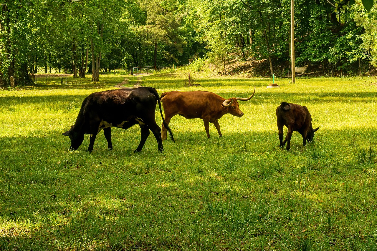 découvrez tout ce qu'il faut savoir sur l'empreinte carbone : définition, enjeux environnementaux, moyens de la réduire et impact sur notre planète. agissez pour un avenir plus durable !
