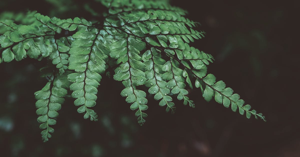 découvrez la profondeur de l'écologie profonde, un mouvement philosophique et environnemental qui prône une approche holistique de la nature, reconnaissant la valeur intrinsèque de tous les êtres vivants et la nécessité de préserver notre écosystème pour les générations futures.