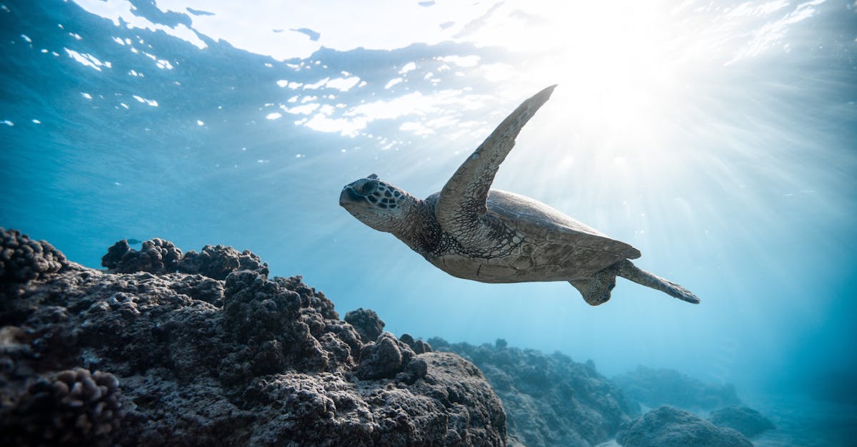 découvrez la deep ecology, une approche philosophique et environnementale qui valorise l'interconnexion des êtres vivants et la nécessité de protéger la nature pour préserver l'équilibre de la planète. plongez dans une réflexion profonde sur notre relation avec l'environnement et les mesures à prendre pour un avenir durable.