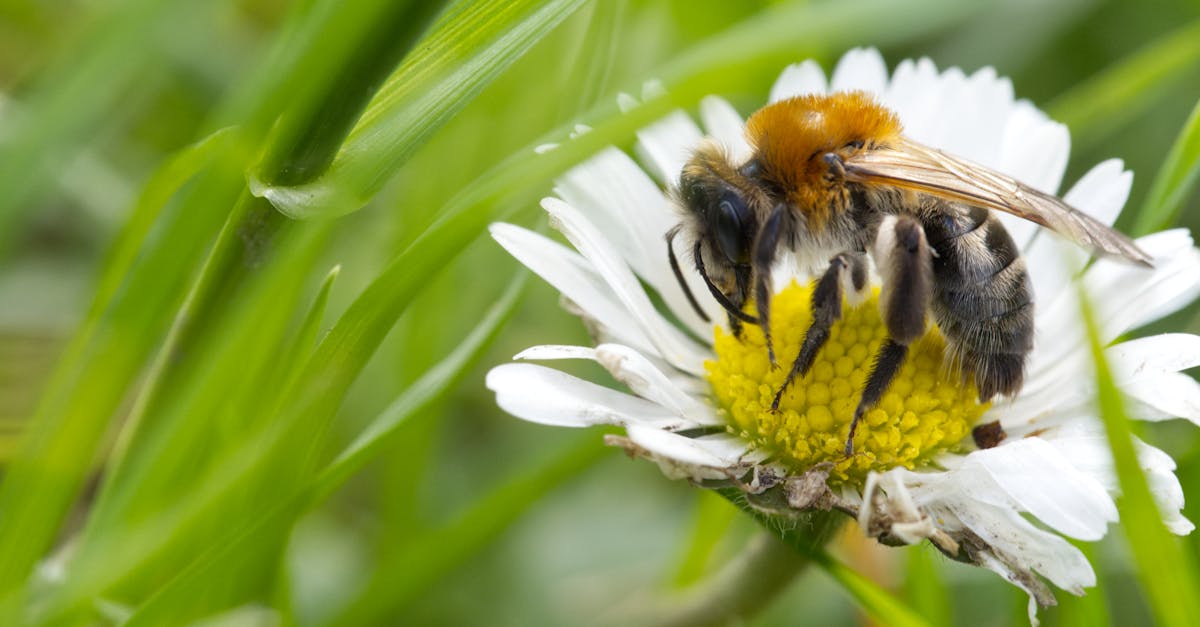 découvrez les certifications écologiques essentielles pour valoriser votre engagement en faveur de l'environnement. apprenez comment ces labels peuvent renforcer votre image de marque tout en contribuant à un avenir durable.