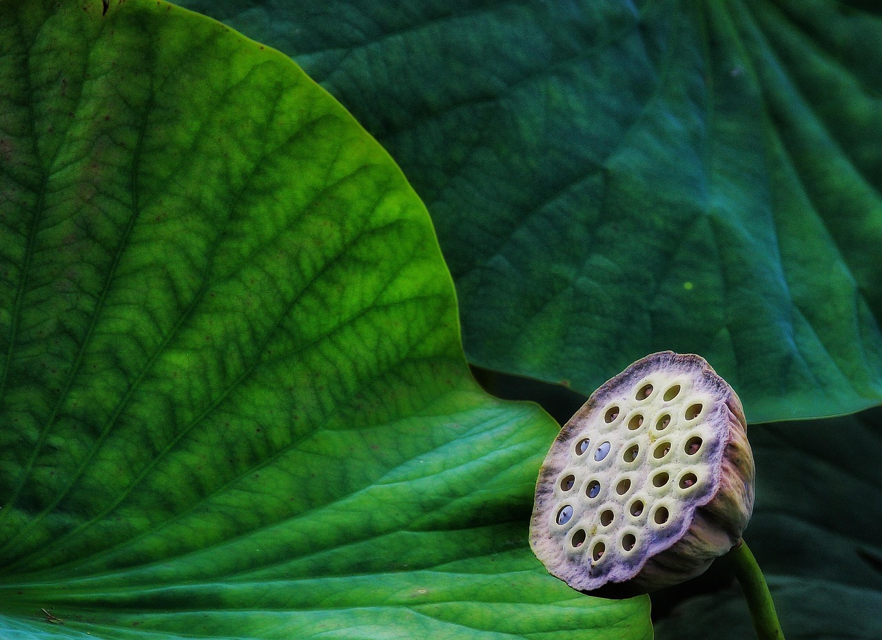 découvrez des solutions écologiques innovantes qui contribuent à la préservation de notre planète. optez pour des alternatives durables et économiquement viables, afin de réduire votre empreinte écologique tout en améliorant votre qualité de vie.