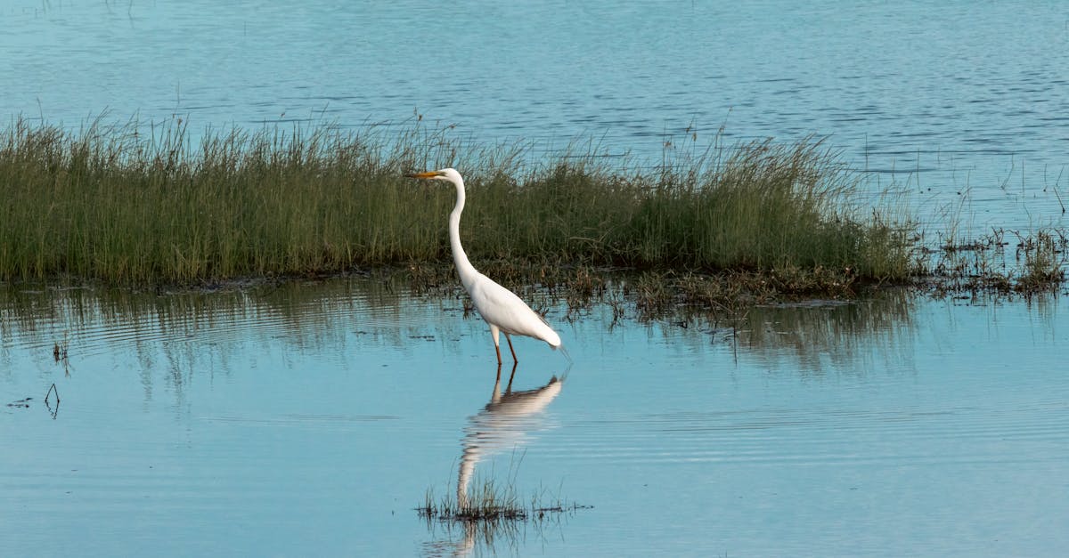découvrez la richesse et la diversité des écosystèmes, ces communautés naturelles interconnectées qui soutiennent la vie sur terre. apprenez comment chaque écosystème joue un rôle vital dans l'équilibre environnemental et l'importance de sa préservation.