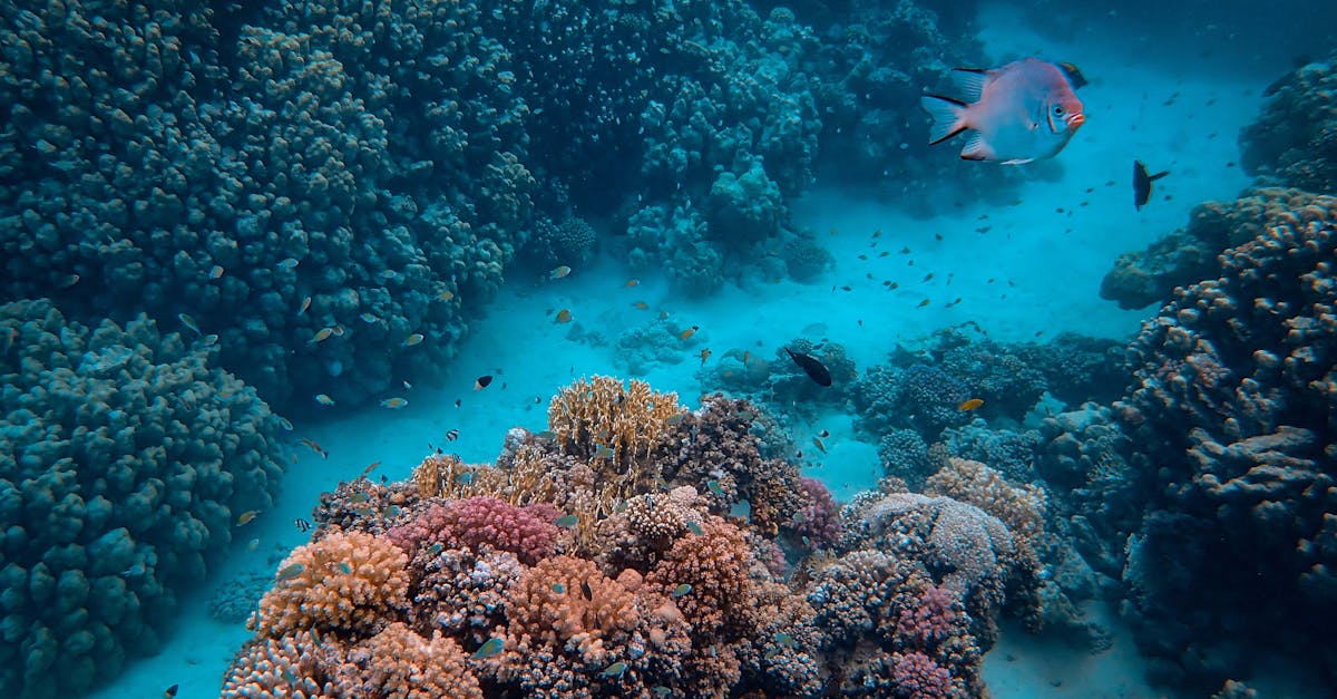 découvrez l'importance des écosystèmes, leur biodiversité et leur rôle essentiel dans le maintien de l'équilibre de notre planète. explorez comment les interactions entre les organismes et leur environnement influencent la santé de notre planète et les défis auxquels ils sont confrontés.