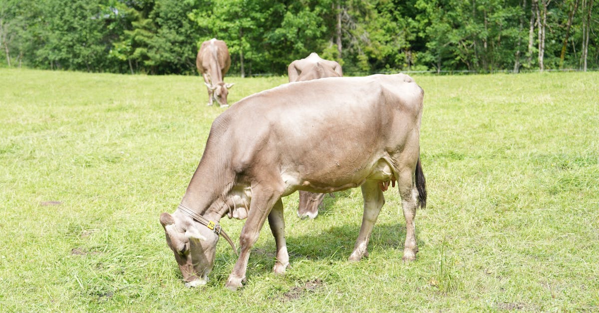 découvrez l'importance des partenariats environnementaux pour la préservation de notre planète. apprenez comment les collaborations entre entreprises, ong et gouvernements contribuent à des solutions durables et à la protection de la biodiversité.