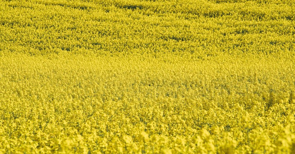 découvrez le monde des biocarburants : une solution écologique pour l'énergie renouvelable. apprenez comment ils réduisent les émissions de carbone et soutiennent une économie durable.