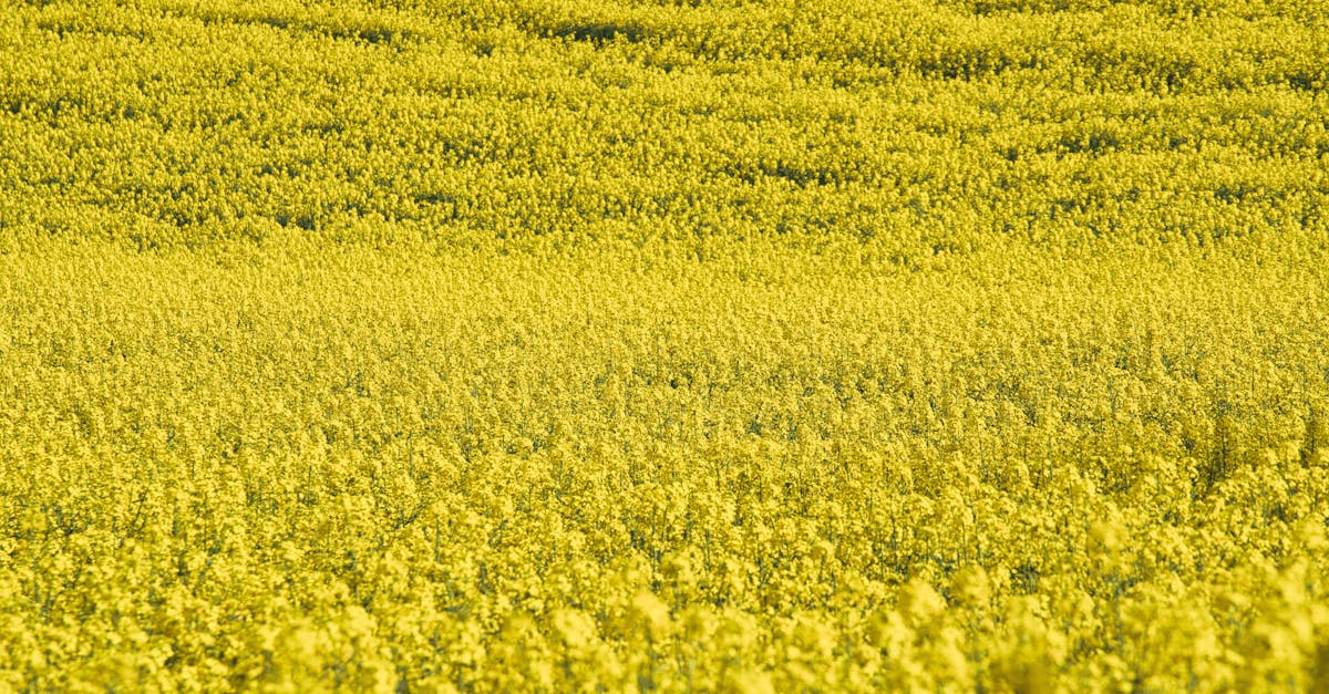 découvrez le monde des biocarburants : une solution écologique pour l'énergie renouvelable. apprenez comment ils réduisent les émissions de carbone et soutiennent une économie durable.