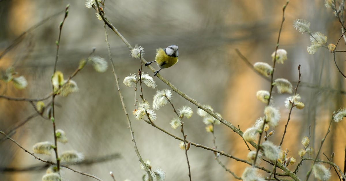 découvrez les normes environnementales essentielles qui régissent la protection de notre planète. informez-vous sur les exigences en matière de durabilité, de réduction des déchets et de préservation des ressources naturelles. adoptez des pratiques respectueuses de l'environnement pour un avenir meilleur.