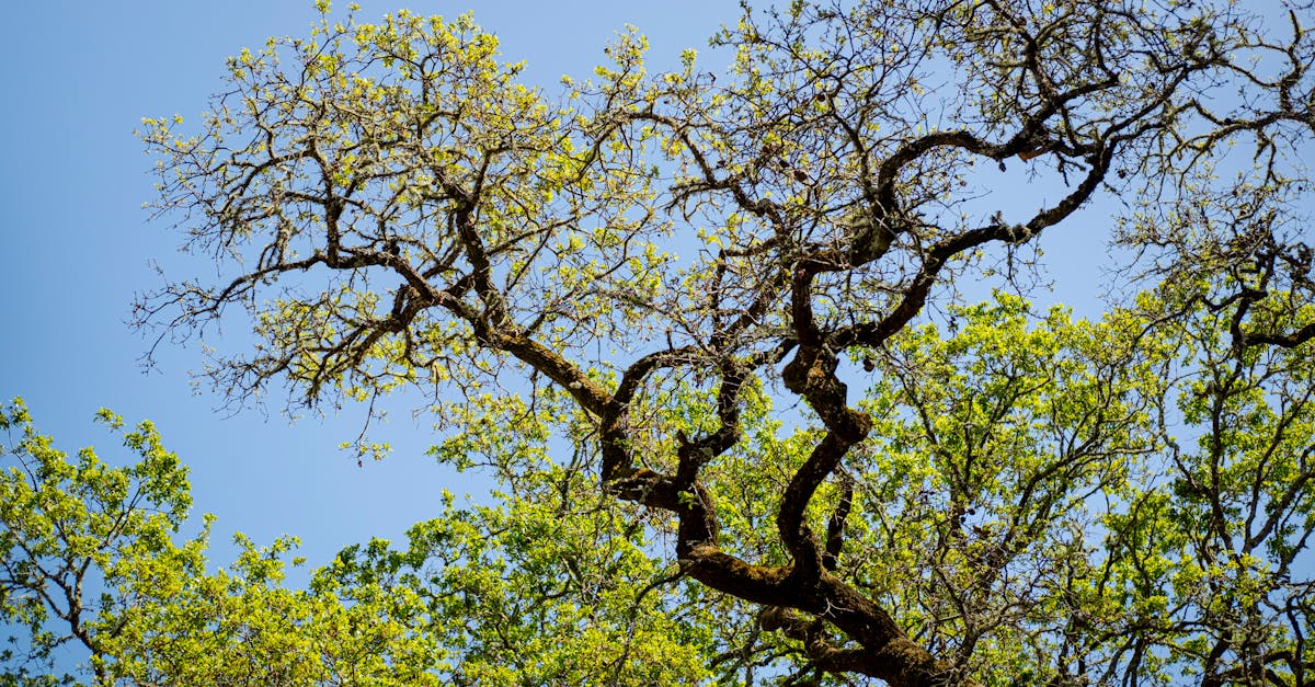 découvrez les écosystèmes, ces réseaux complexes d'interactions entre organismes vivants et leur environnement. apprenez comment ils fonctionnent, leur importance pour la biodiversité et les menaces auxquelles ils font face. explorez la beauté et la diversité des écosystèmes sur notre planète.