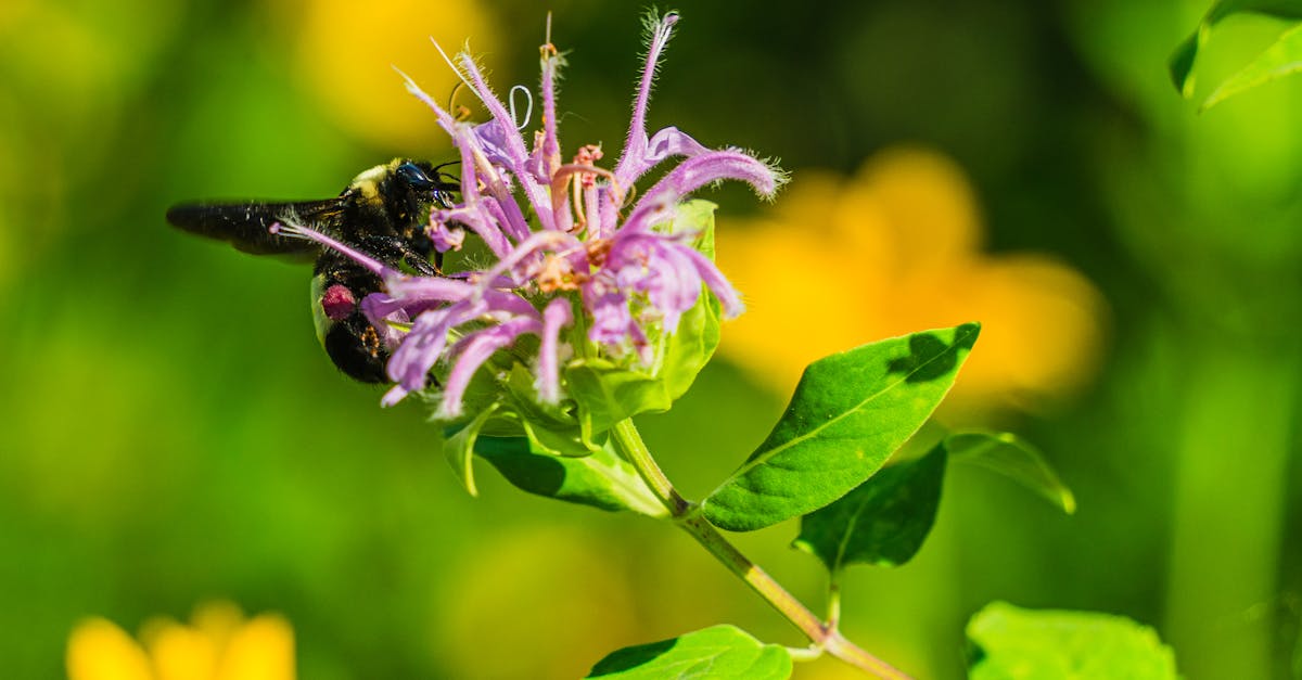 découvrez l'importance de la biodiversité pour notre planète. explorez comment la diversité des espèces et des écosystèmes contribue à la santé de notre environnement, au bien-être humain et à la durabilité future.