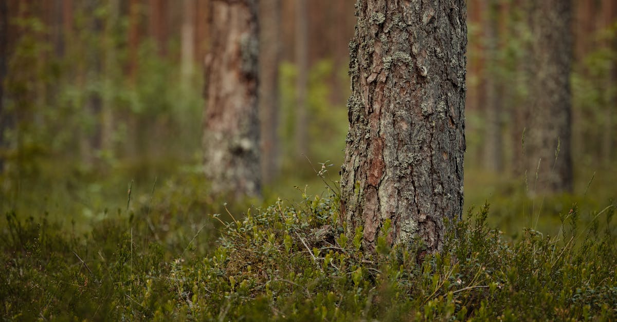 découvrez l'importance de la biodiversité pour notre planète. apprenez comment la préservation des écosystèmes et des espèces est essentielle pour un avenir durable et l'équilibre naturel. explorez les initiatives et les actions concrètes pour protéger la diversité du vivant.