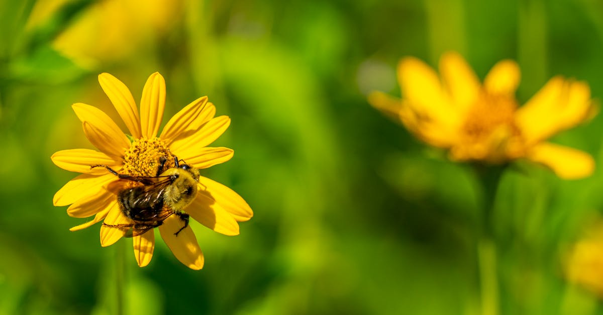 découvrez l'importance de la biodiversité pour notre planète. apprenez comment les écosystèmes interconnectés soutiennent la vie, la santé humaine et la durabilité environnementale. explorez les menaces qui pèsent sur la biodiversité et les actions nécessaires pour la préserver.
