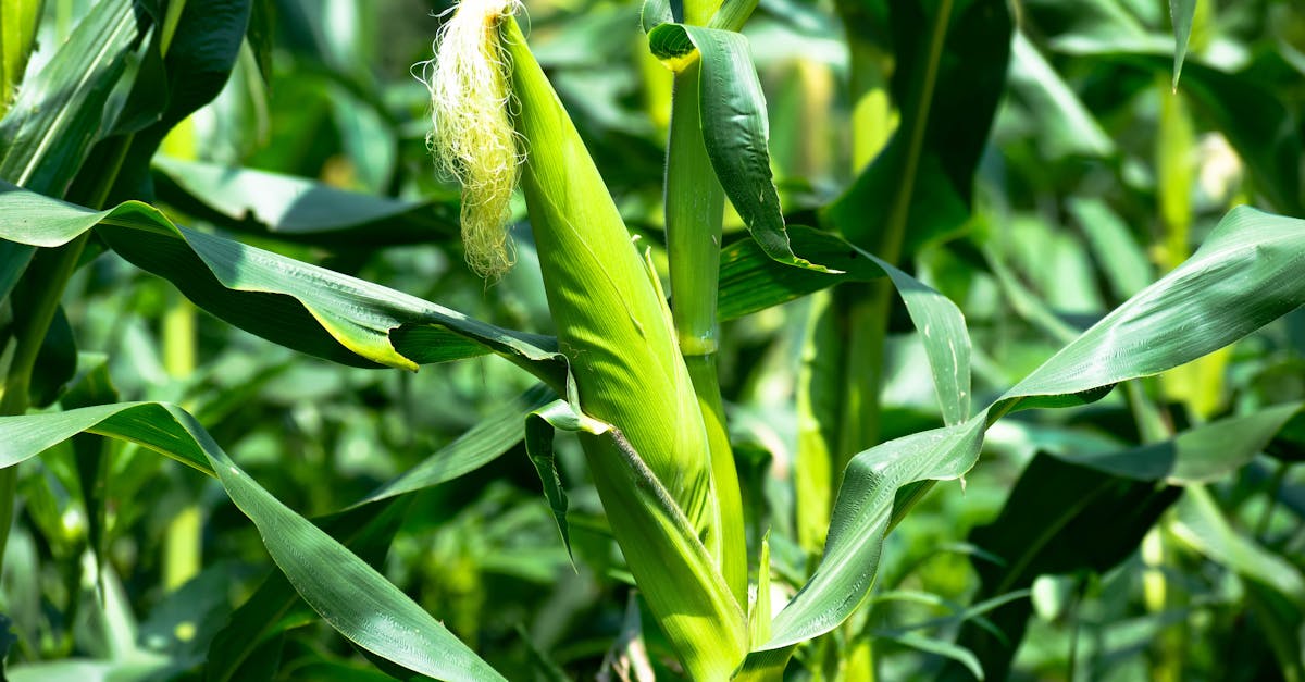 découvrez les biocarburants, une alternative écologique et durable aux énergies fossiles. apprenez comment ces carburants issus de matières organiques contribuent à réduire les émissions de carbone et à promouvoir une énergie renouvelable pour un avenir plus vert.