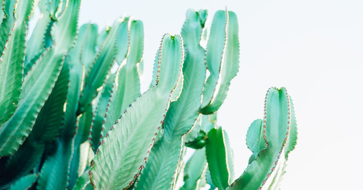 découvrez des solutions innovantes et durables pour lutter contre le changement climatique. explorez des stratégies efficaces pour réduire votre empreinte carbone et contribuer à un avenir plus vert.