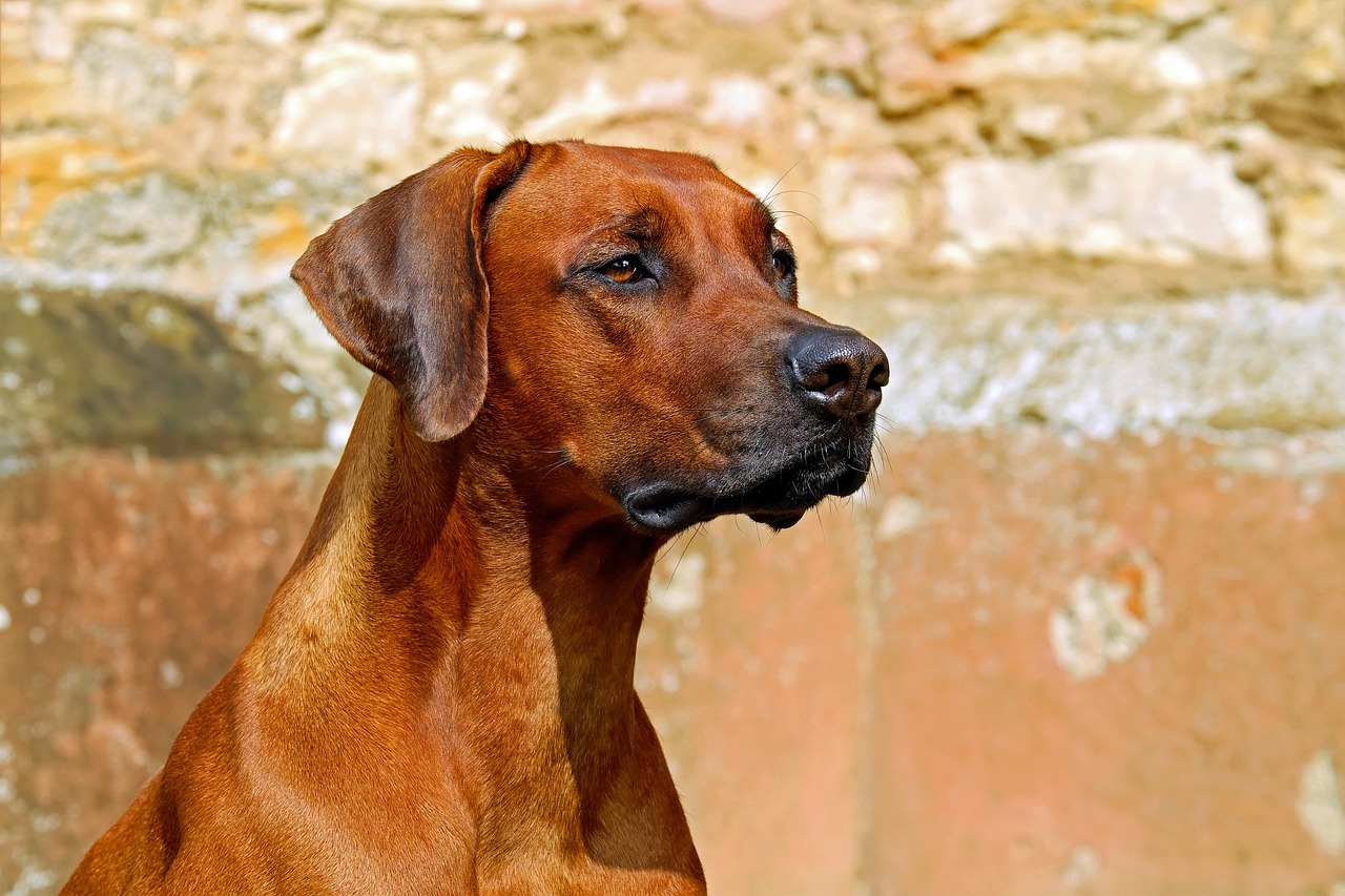 découvrez l'univers fascinant des chiens : soins, races, dressage et conseils pour bien s'occuper de votre compagnon à quatre pattes. tout ce qu'il faut savoir pour les amoureux des chiens.