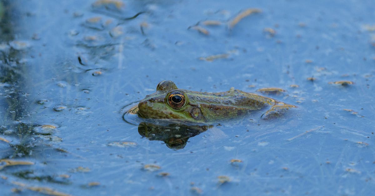 découvrez les écosystèmes, des systèmes complexes où les organismes interagissent avec leur environnement, jouant un rôle crucial dans le maintien de la biodiversité et l'équilibre naturel de notre planète.
