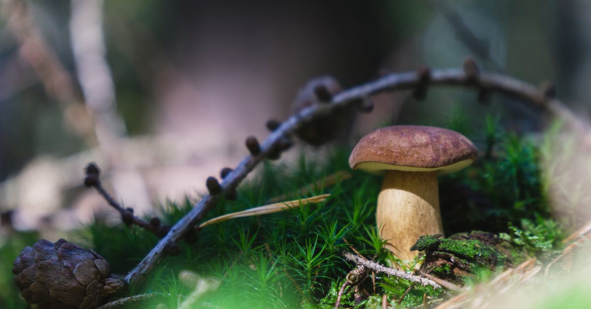 découvrez les écosystèmes, leur diversité et leur rôle essentiel dans l'équilibre de la planète. explorez comment ces systèmes interconnectés soutiennent la vie et la biodiversité, tout en maintenant des services écologiques cruciaux.