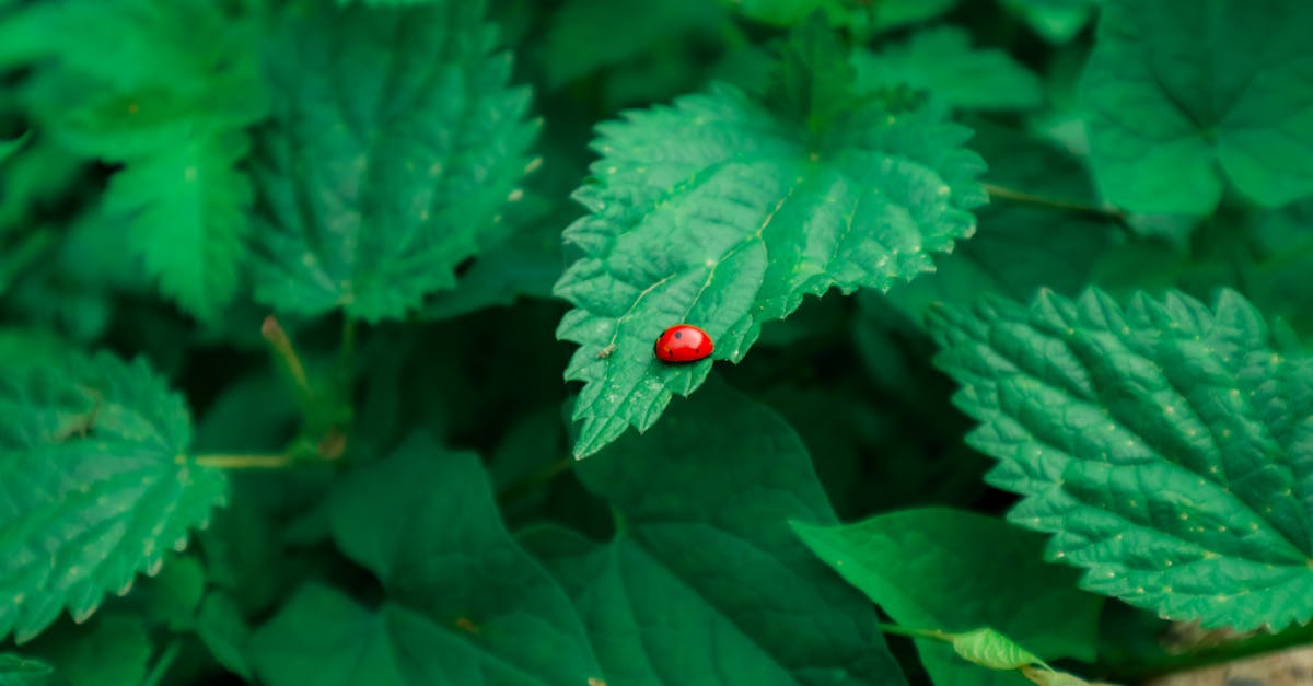 découvrez l'évaluation environnementale, un processus essentiel pour analyser l'impact des projets sur l'écosystème. cette démarche permet d'identifier les risques, d'optimiser les ressources et de garantir un développement durable, tout en respectant les réglementations en vigueur.