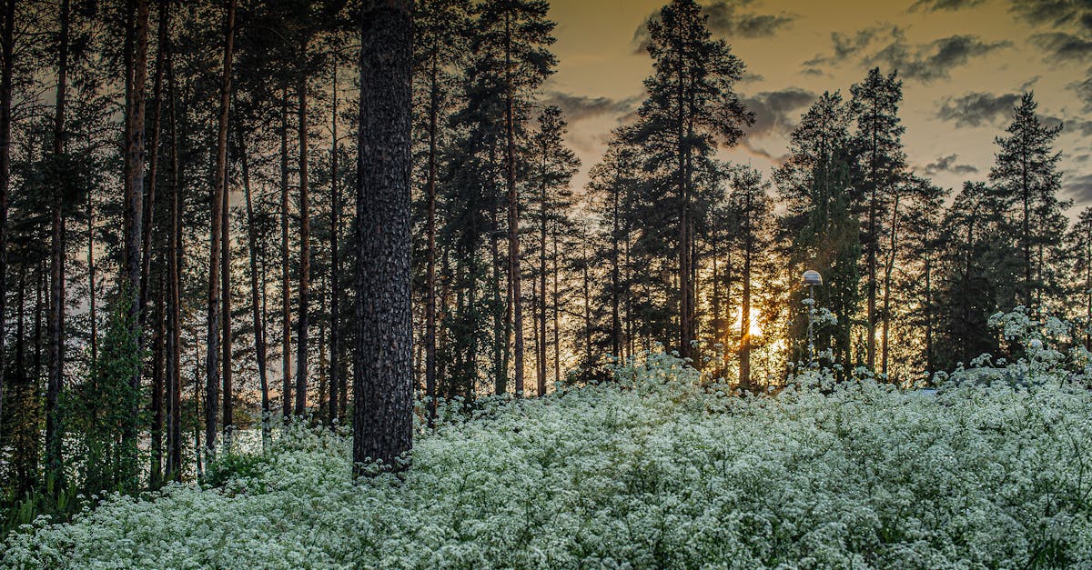 découvrez les normes environnementales essentielles pour assurer un développement durable. informez-vous sur les réglementations, les pratiques écologiques et leur impact sur la protection de notre planète.
