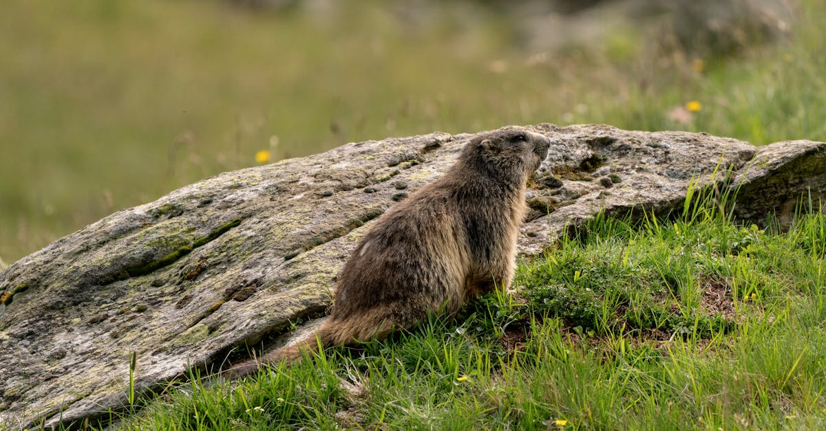 découvrez les normes environnementales essentielles qui protègent notre planète. apprenez comment ces standards réglementent les activités industrielles, encouragent la durabilité et préservent les ressources naturelles pour un avenir plus responsable.