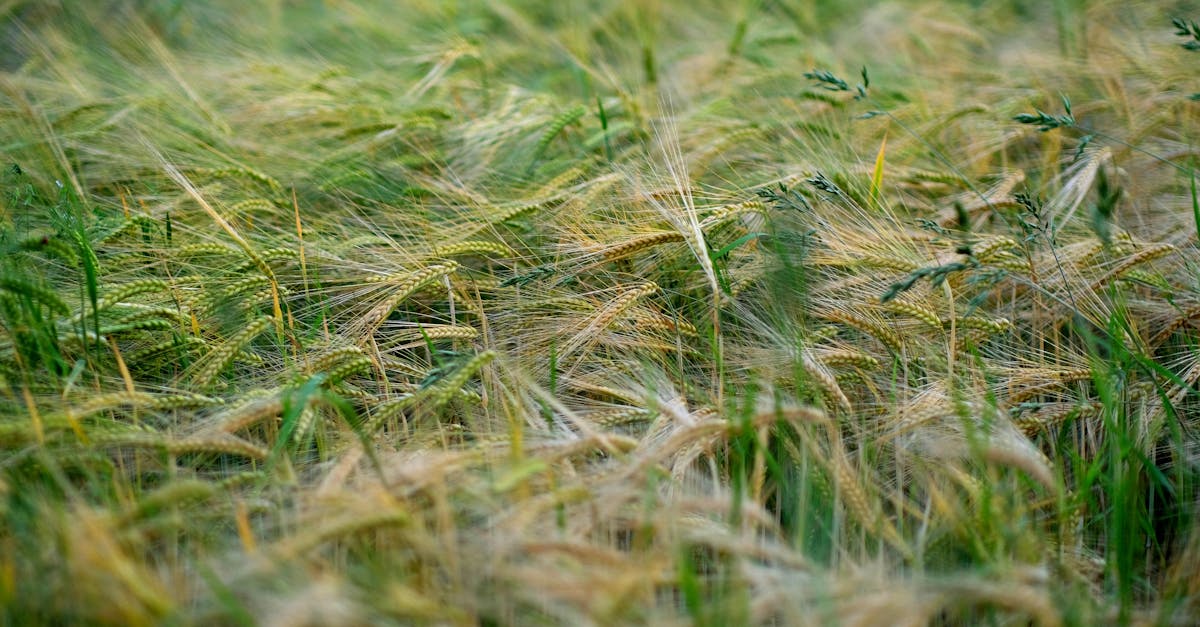découvrez des interventions durables qui favorisent un avenir respectueux de l'environnement. apprenez comment des solutions innovantes peuvent transformer nos pratiques quotidiennes en promouvant une croissance durable et responsable.