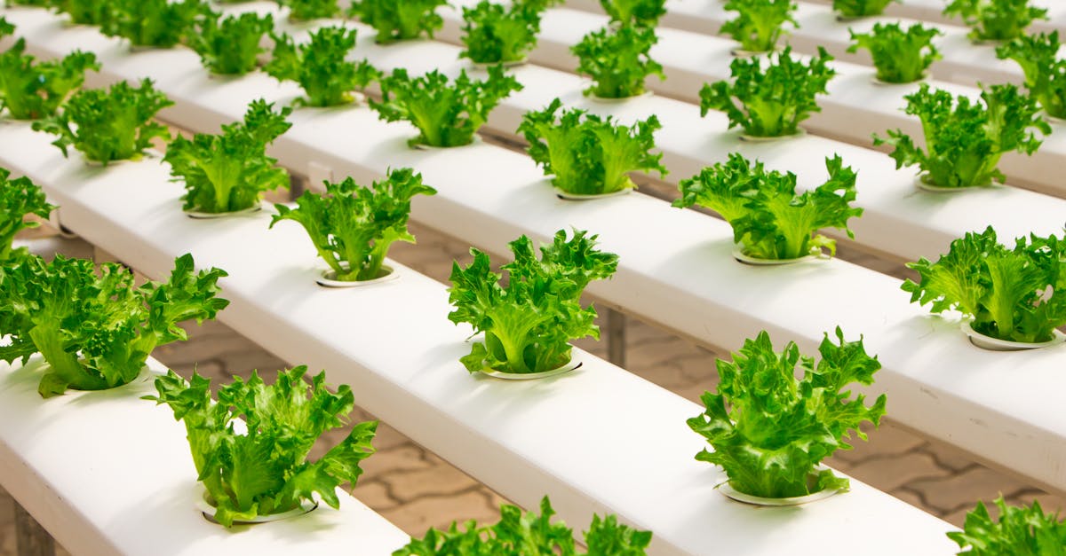 découvrez les technologies durables qui transforment notre futur. explorez des solutions innovantes et respectueuses de l'environnement pour un monde plus vert et responsable.