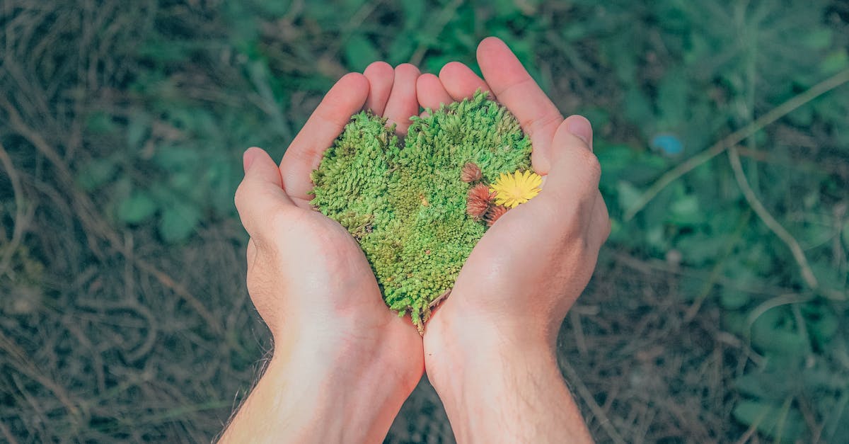 découvrez comment la durabilité transforme notre avenir. explorez des pratiques écologiques, des innovations vertes et des solutions durables pour préserver notre planète et améliorer notre qualité de vie.