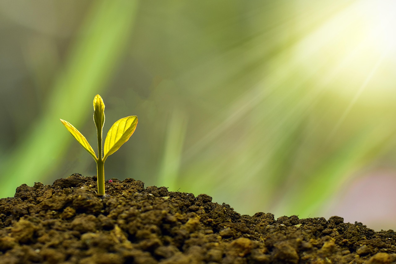découvrez les principes de la durabilité et comment adopter un mode de vie plus respectueux de l’environnement. solutions, conseils et actualités pour un avenir plus durable.