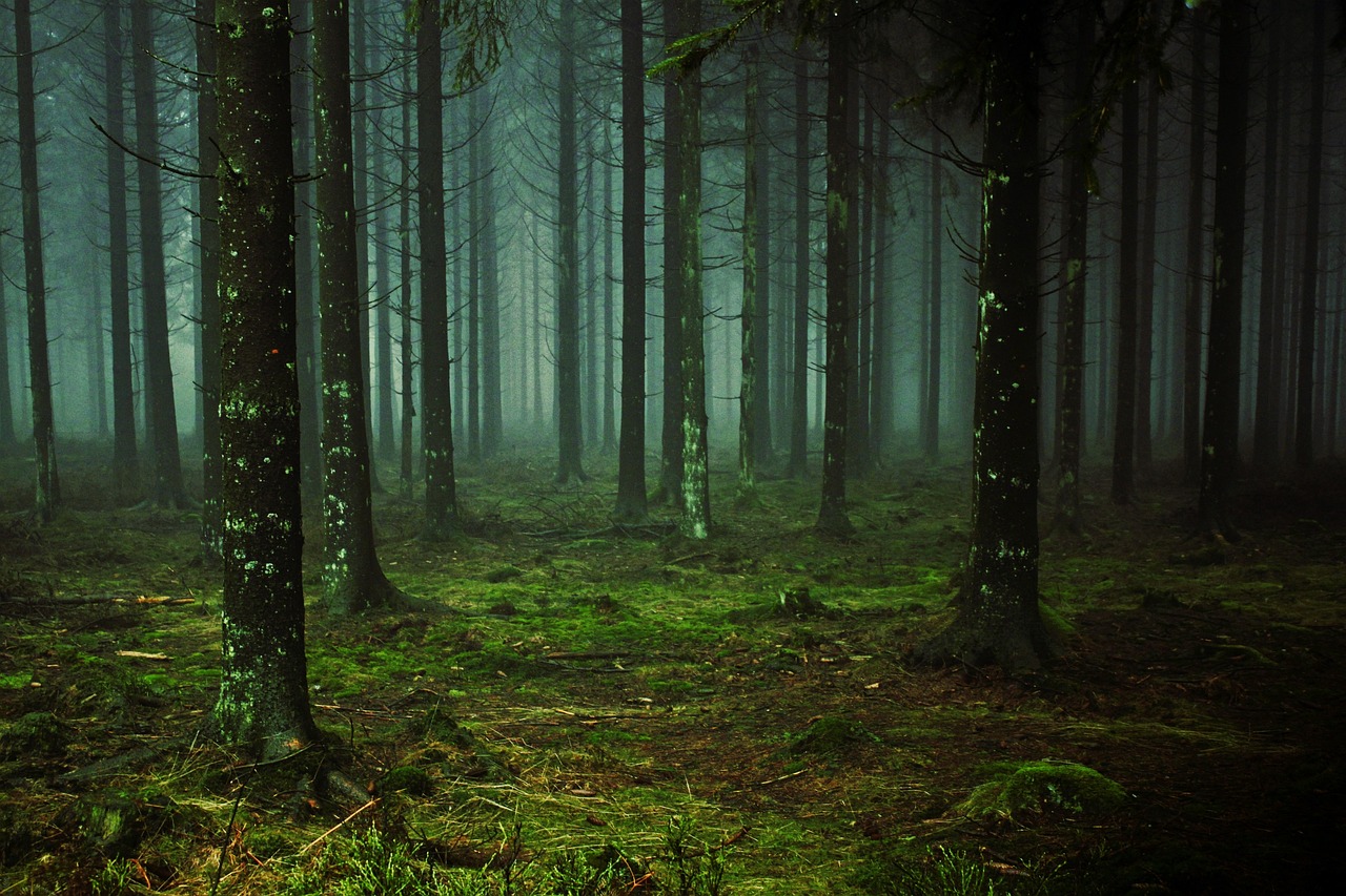 Face à l’urgence climatique, l’assistance à nos forêts s’impose : une adaptation nécessaire