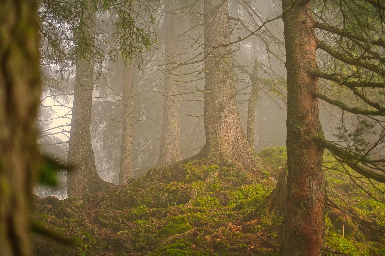 découvrez l'importance des forêts, leur biodiversité exceptionnelle et leur rôle fondamental dans la préservation de l'environnement. apprenez comment protéger et valoriser ces écosystèmes essentiels à la planète.