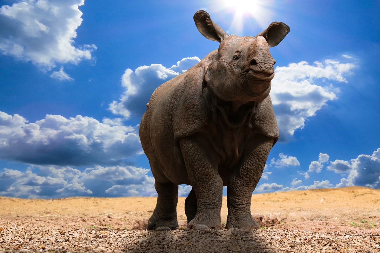 découvrez les causes, impacts et solutions liés au changement climatique. informez-vous sur l'évolution du climat, ses conséquences sur l'environnement et la société, et les actions à adopter pour un avenir durable.