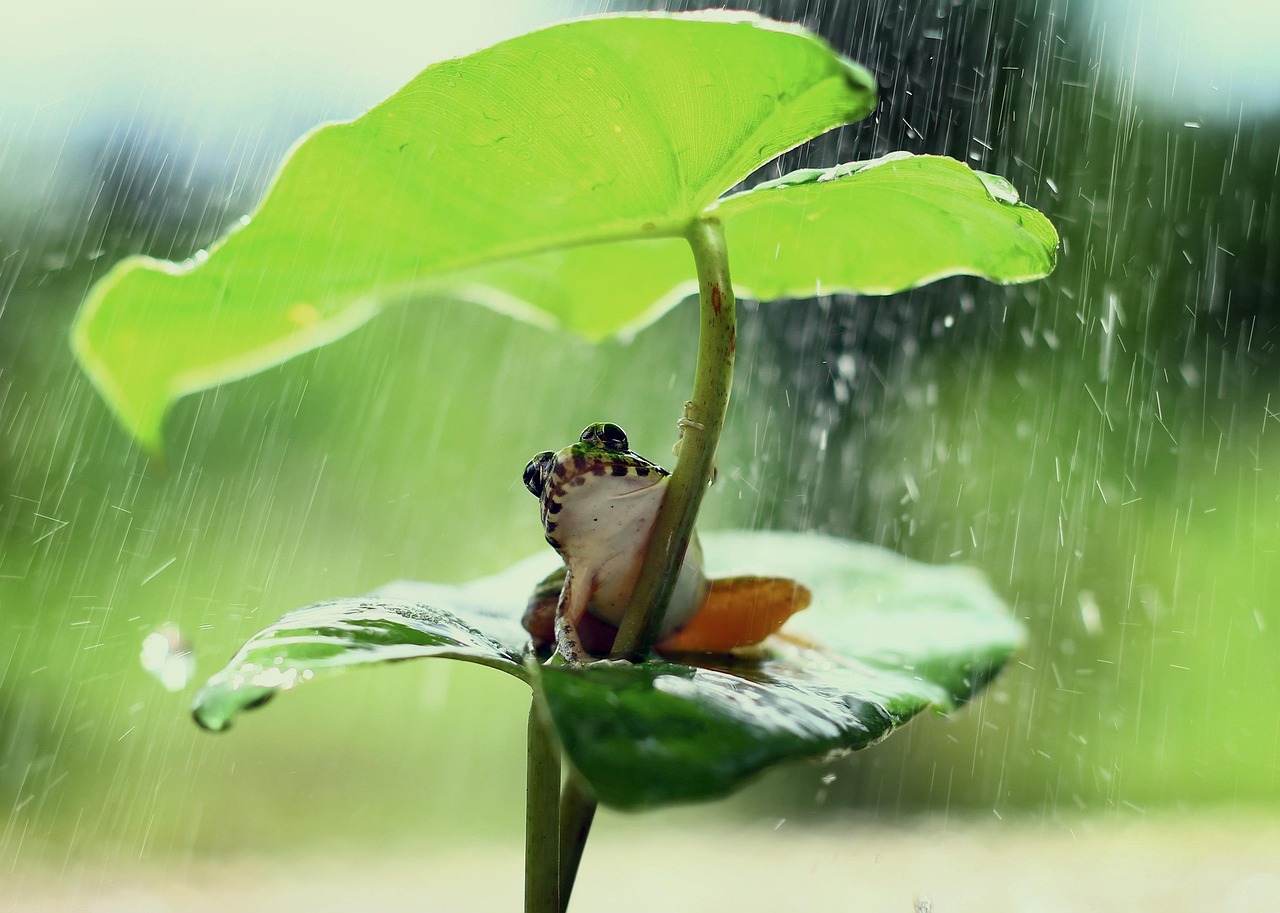 découvrez tout sur les forêts tropicales : biodiversité, rôle écologique, menaces et solutions pour préserver ces écosystèmes essentiels à la planète.