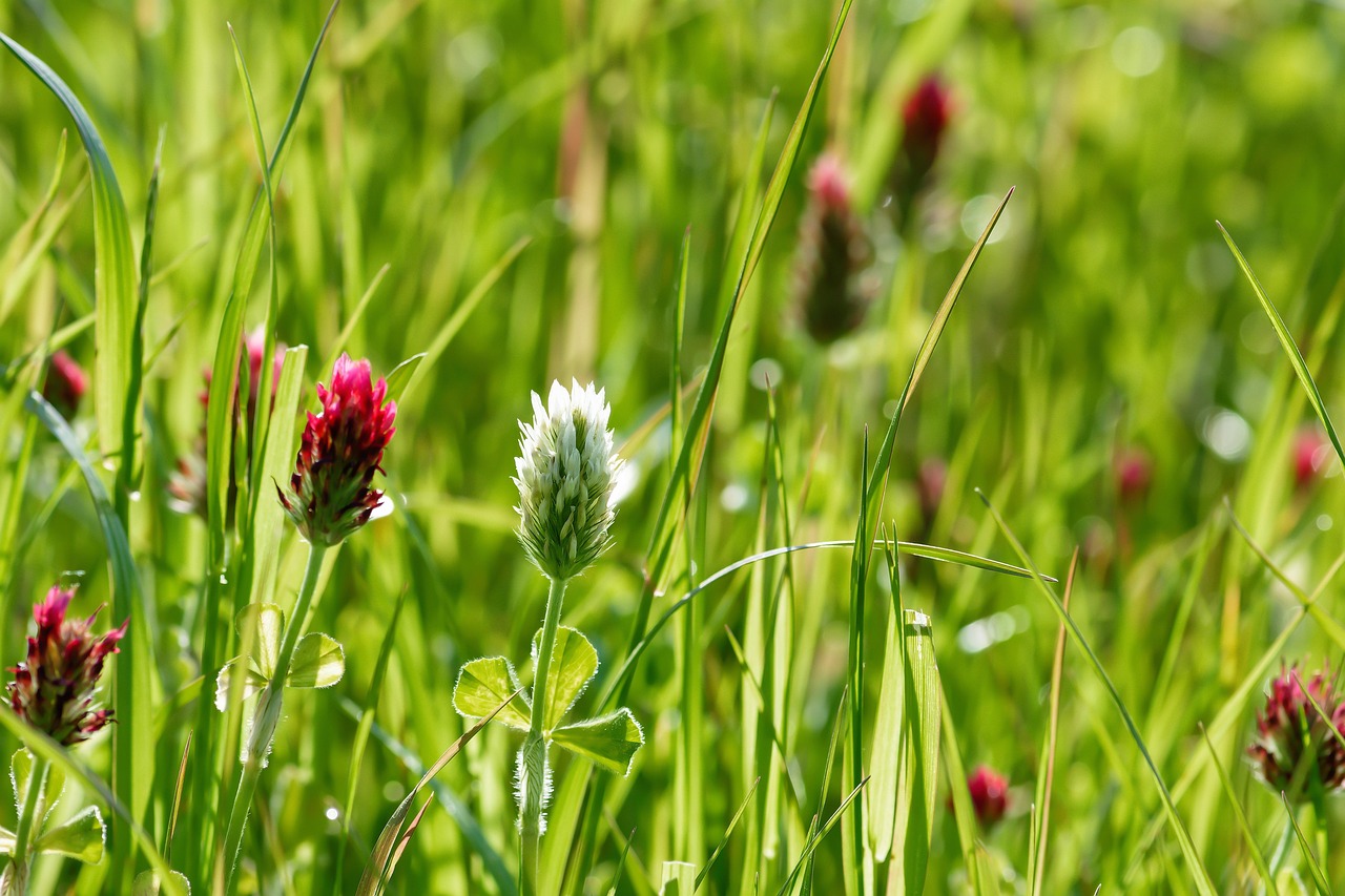 d&eacute;couvrez notre s&eacute;lection vari&eacute;e de l&eacute;gumes frais et de saison pour une alimentation saine et gourmande.
